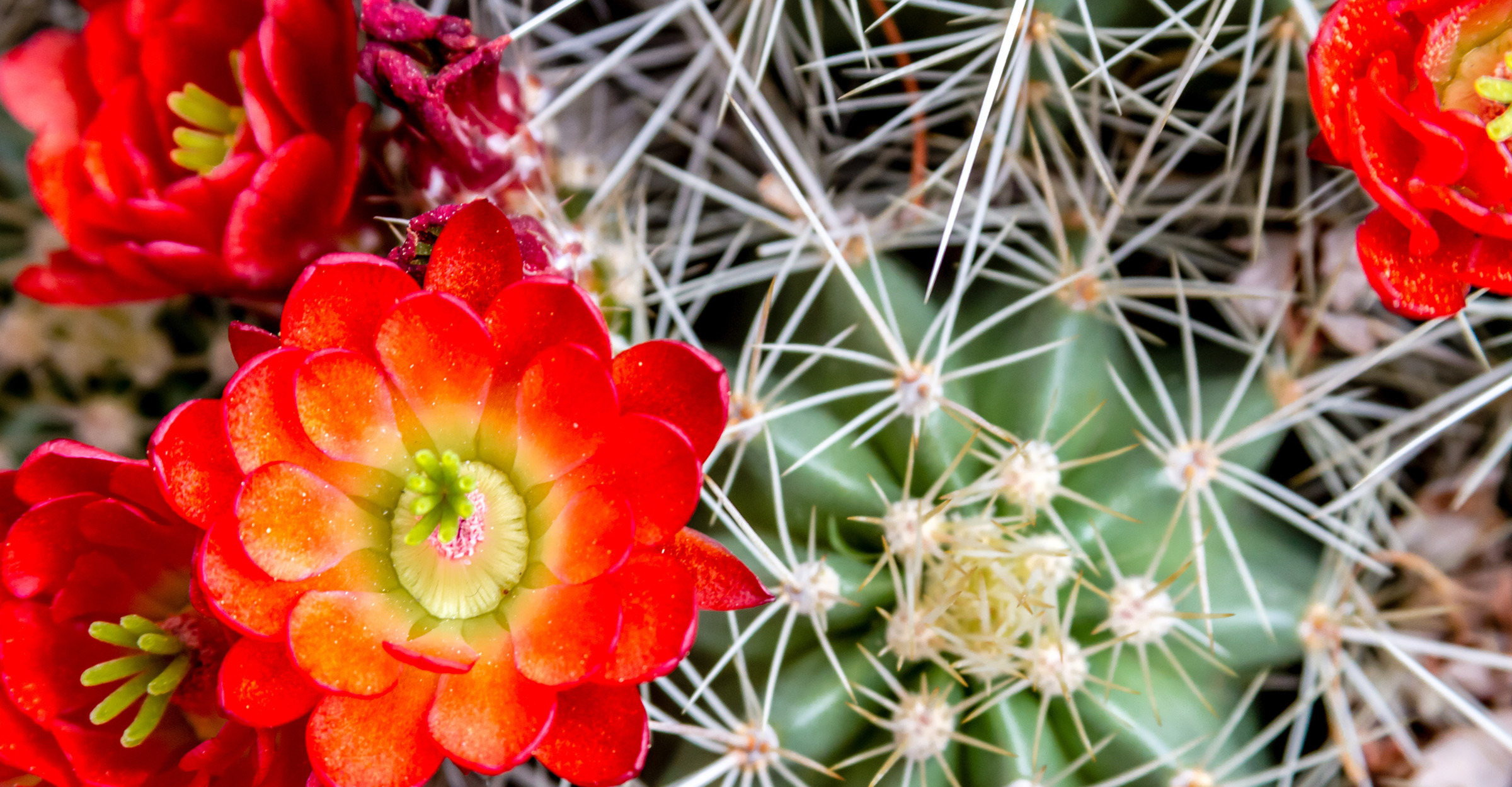 Flowering Cactii