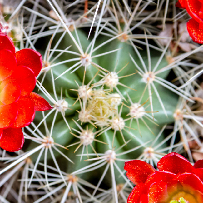 Flowering Cactii