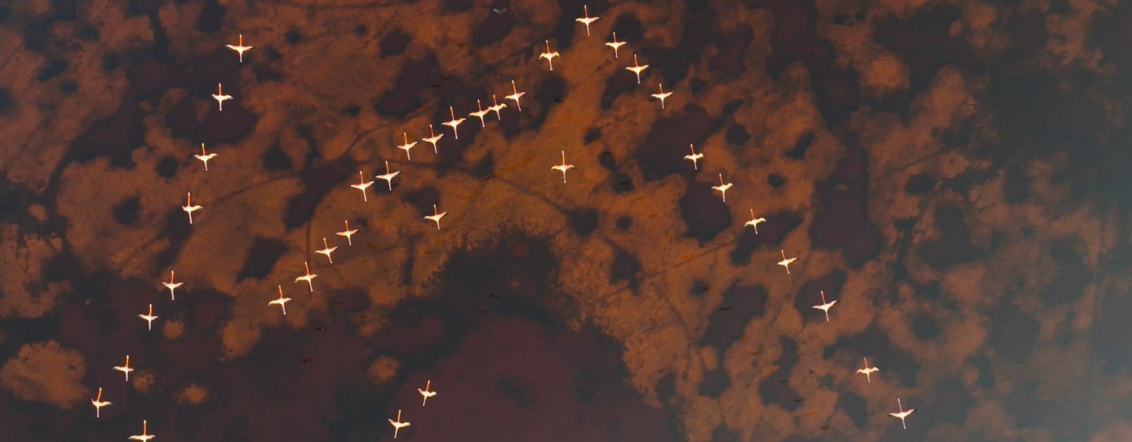 a group of birds flying through a dark sky